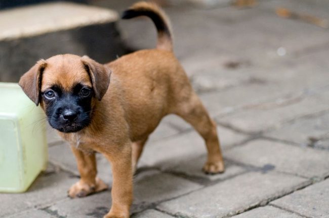 Adorable Chiot Boxer