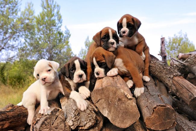 Chiots Boxers - des enfants bien nourris et forts