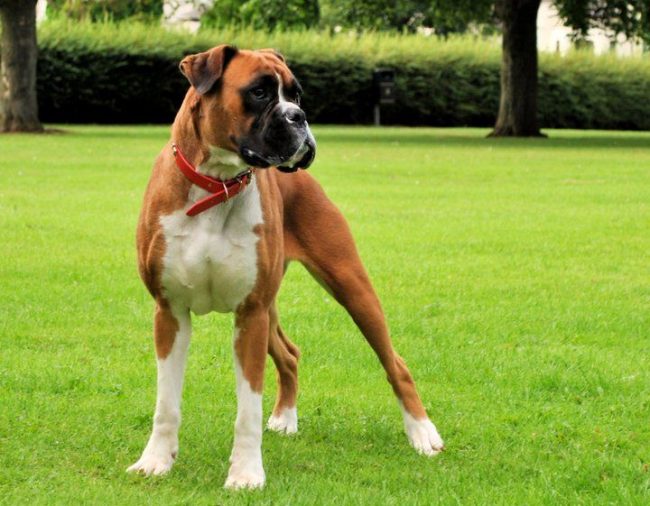 Le boxeur allemand est un chien très propre