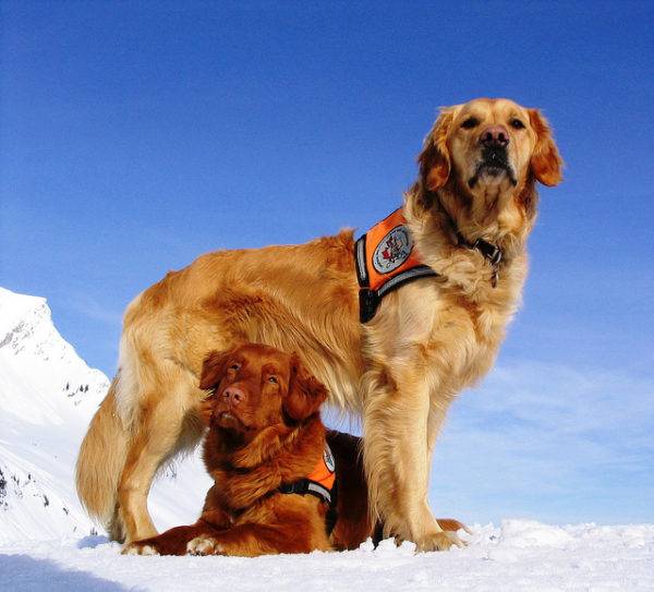 Chiens de sauvetage