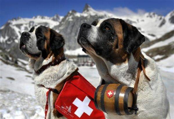 Rescue Dog Skills