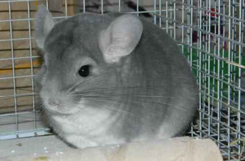 Contenu Chinchilla: informations générales et intéressantes les faits