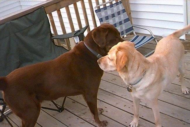 Accouplement de chiens