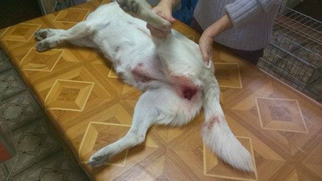 Préparer le chien à l'accouplement