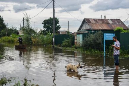 Chiens dans un quartier inondé
