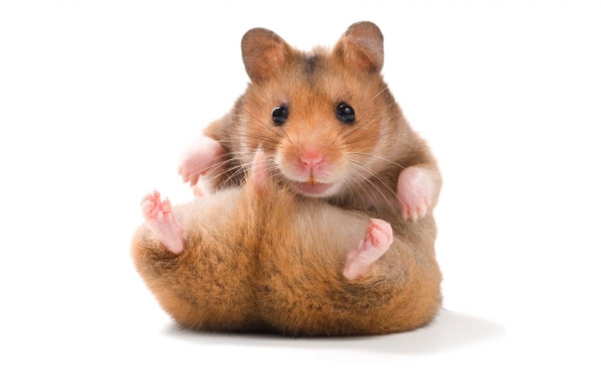 Hamsters poids moyen