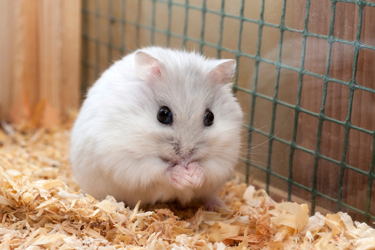 Hamsters poids moyen