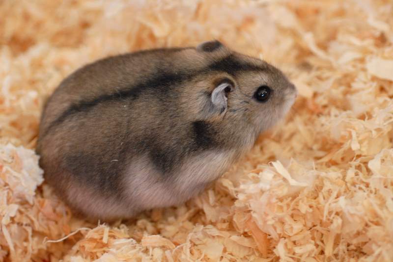 Hamsters poids moyen