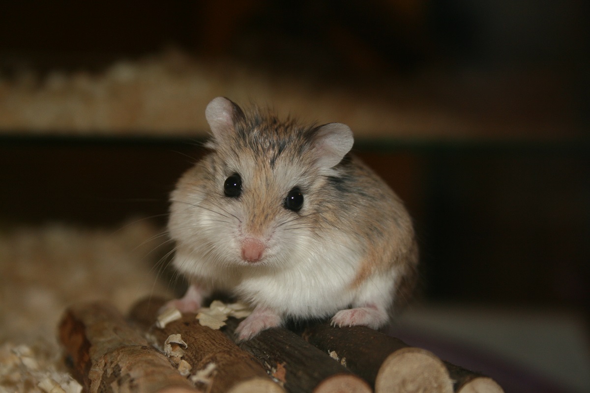 Hamsters poids moyen