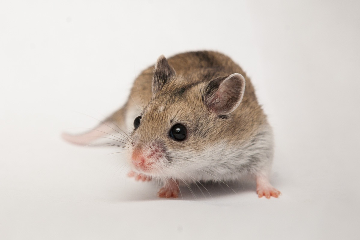 Hamsters poids moyen