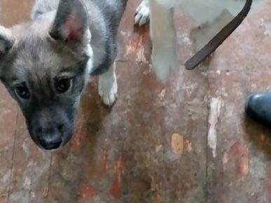 Chiot Husky