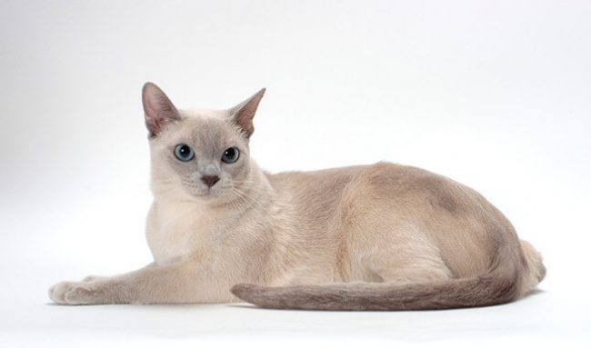 Chat tonkin