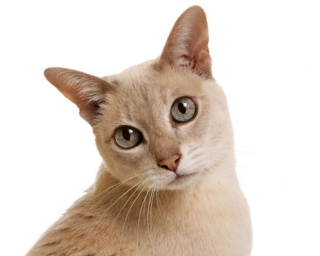 Chat tonkin