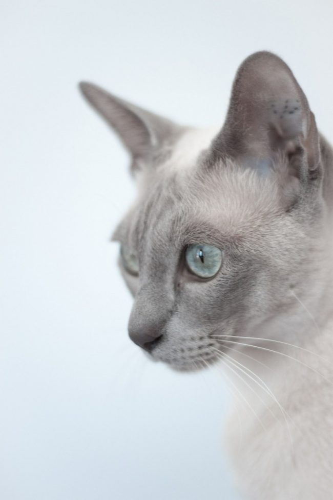 Chat tonkin