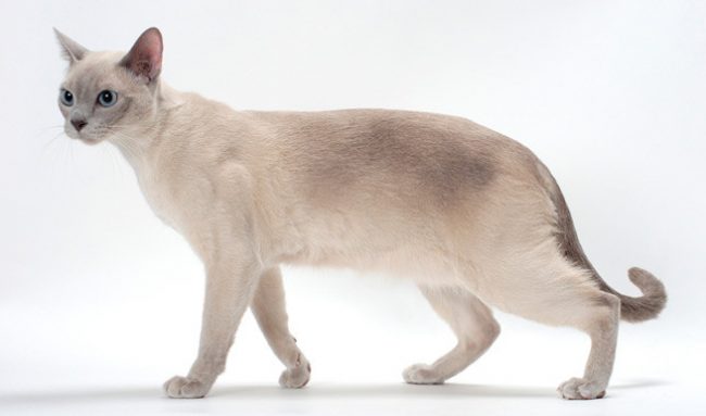 Chat tonkin