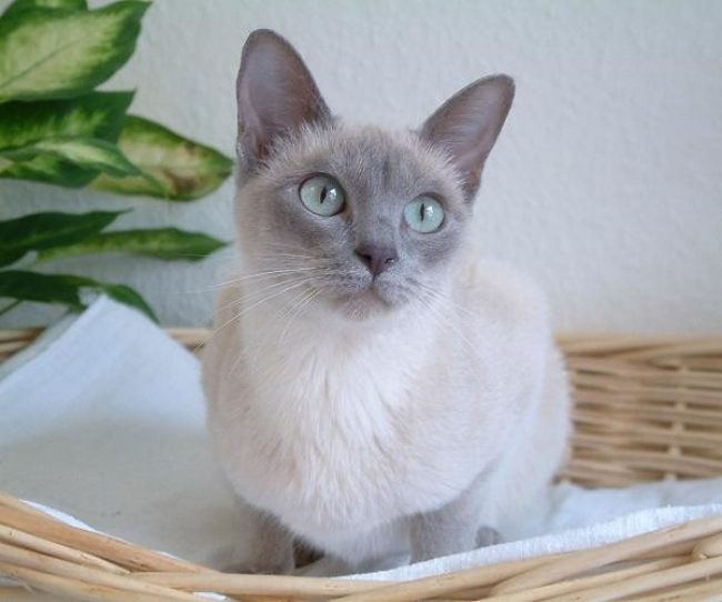 Chat tonkin