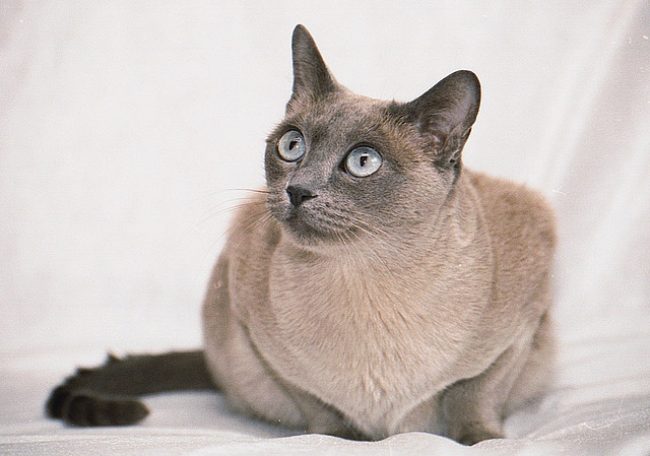 Chat tonkin
