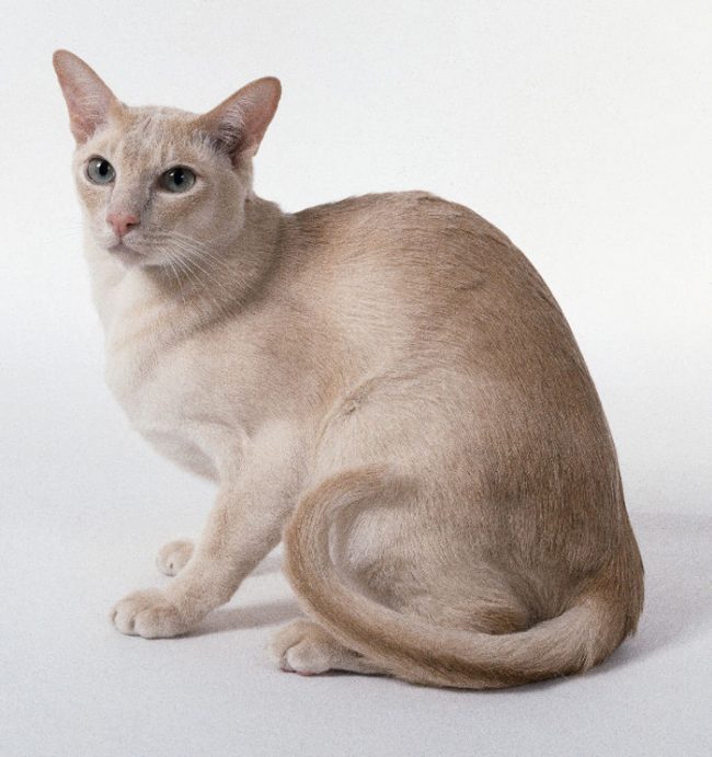 Chat tonkin