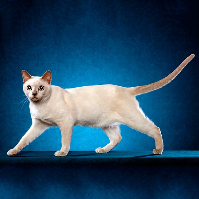 Chat tonkin