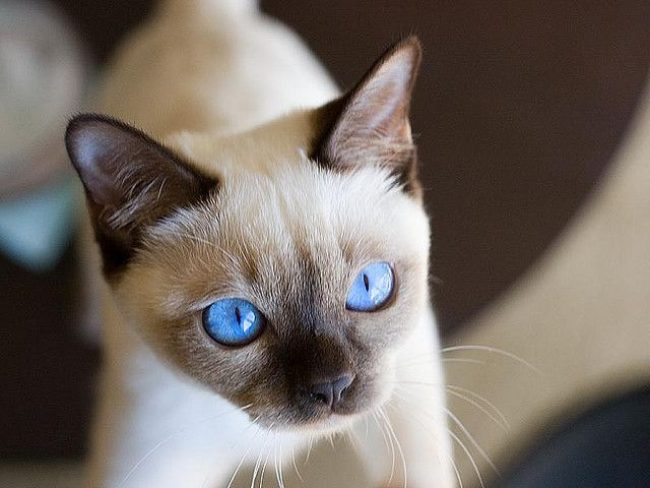 Chat tonkin