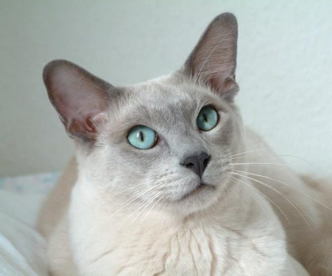 Chat tonkin