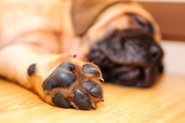 Le chien a les pieds froids, que faire. Lire l'article