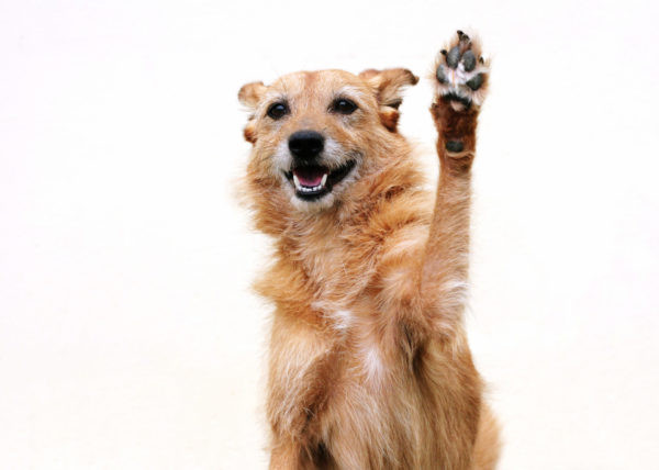 Pattes de chien