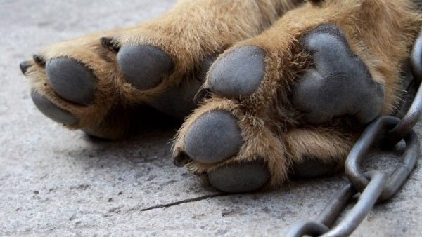 Le chien a les pieds froids, que faire