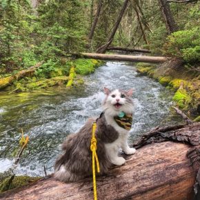Chat au bord de la rivière
