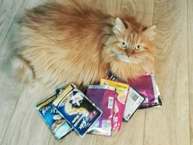 Lucy Cat