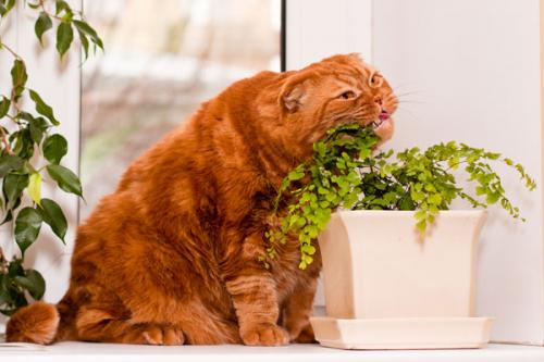 Plantes et fleurs vénéneuses pour chats