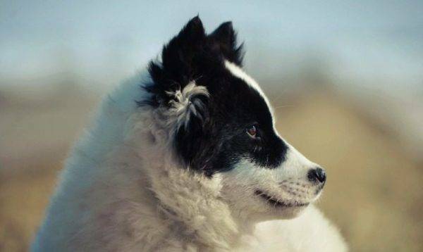 visage du husky yakoute