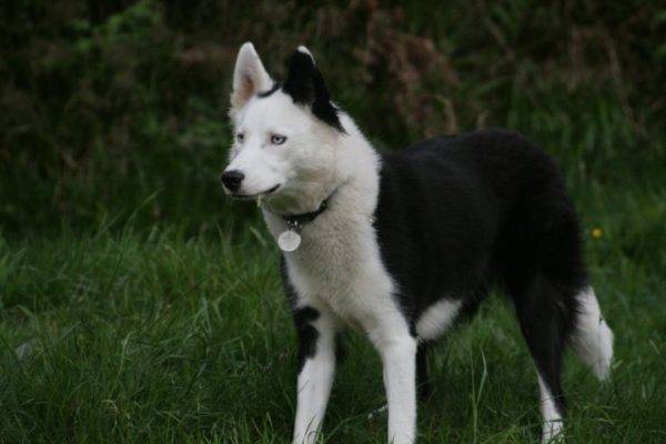 Husky yakoute dans la forêt