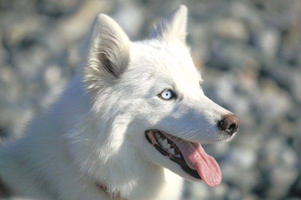 yakut blanc comme