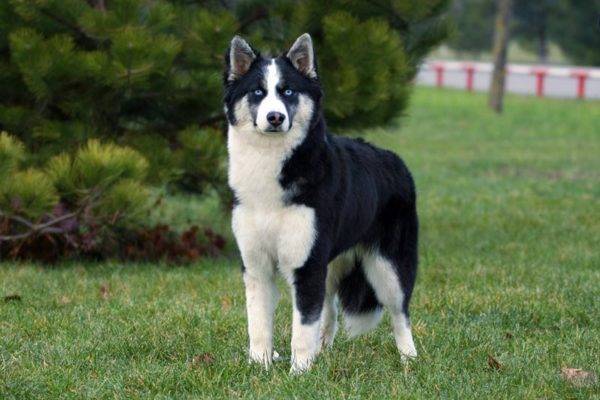 Yakut like en vaut la peine