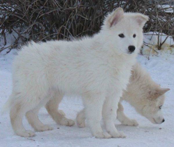 chiots de la husky yakoute
