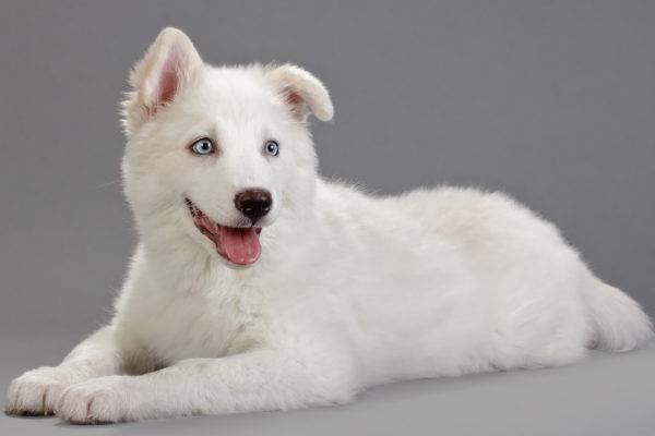 Yakut Laika est un menteur blanc