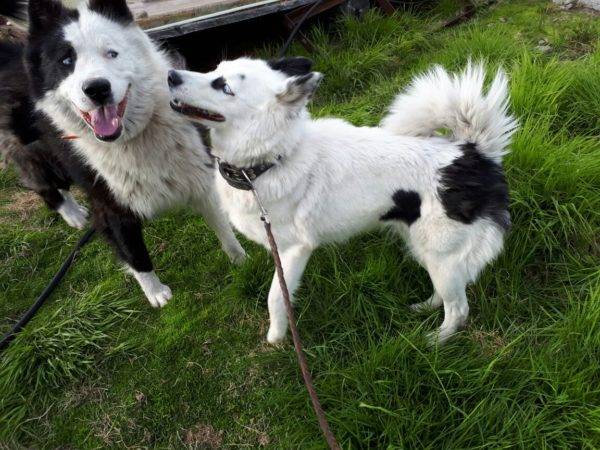 Huskies Yakut dans la nature