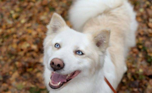 belle photo de huskies yakoutes