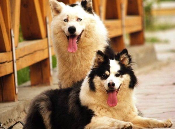 Les goûts de Yakut sont beaux