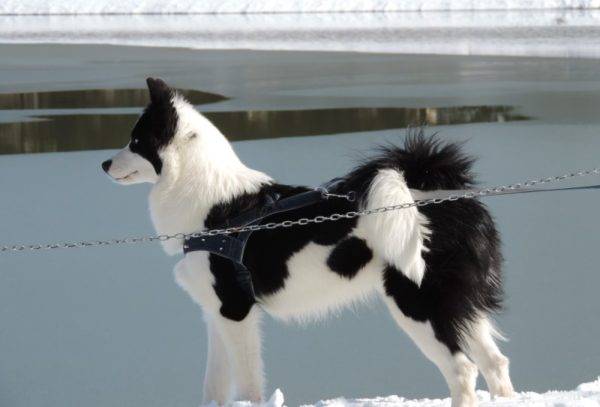 belle comme Yakut