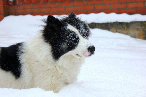 Yakut husky dans la neige