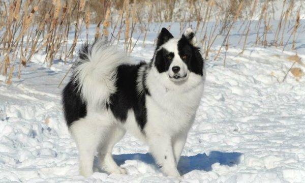 Husky hiver husky