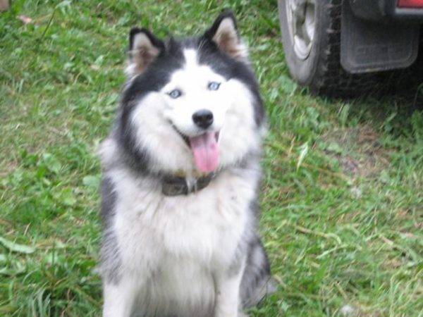 Yakut husky blanc-gris