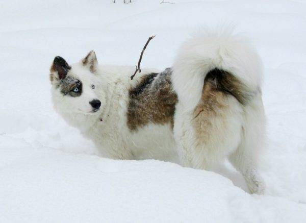 Yakut husky noir et blanc avec des marques rouges