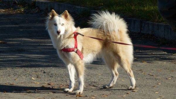 Yakut husky blanc-rouge