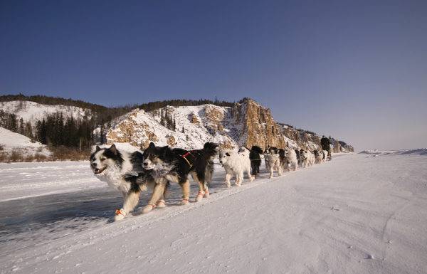 beaucoup de huskies yakoutes