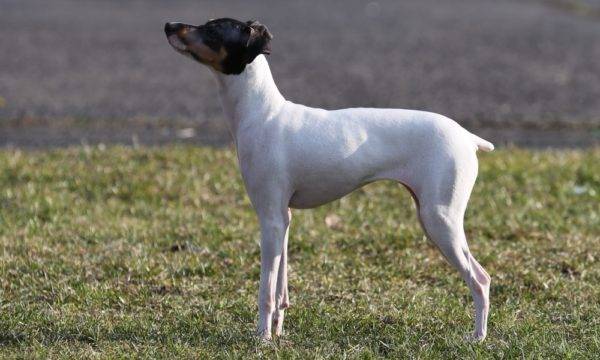 Terrier japonais