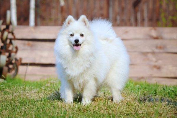 Spitz japonais