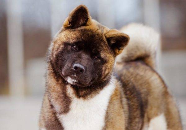 Akita américain